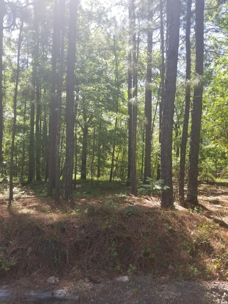 0 Coral Reef Road Aiken, SC 29801 - Photo 11 of 12
