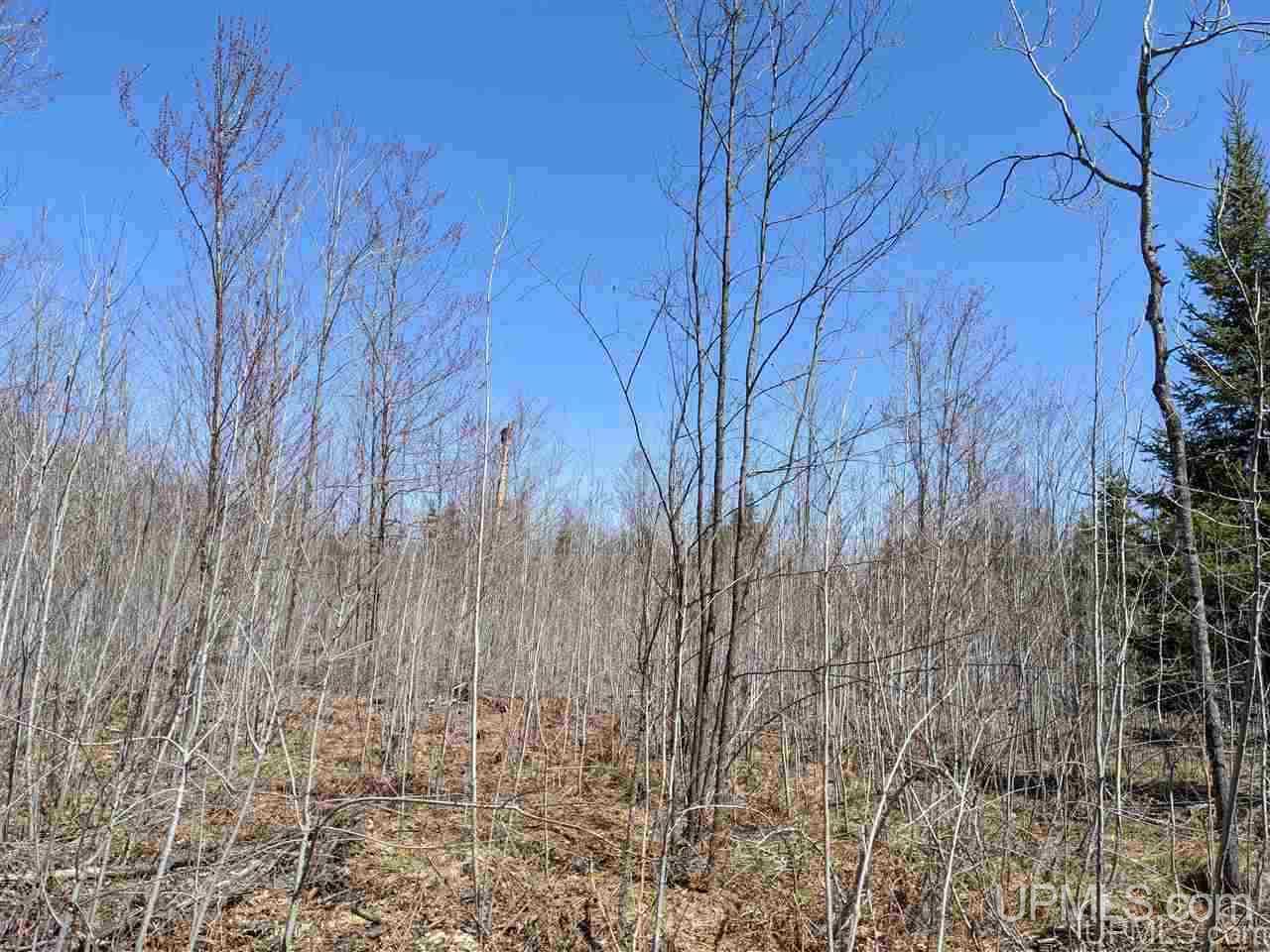 Tbd Off Leeman Road, Unit SENW NESW Sagola, MI 49881 - Photo 6 of 18