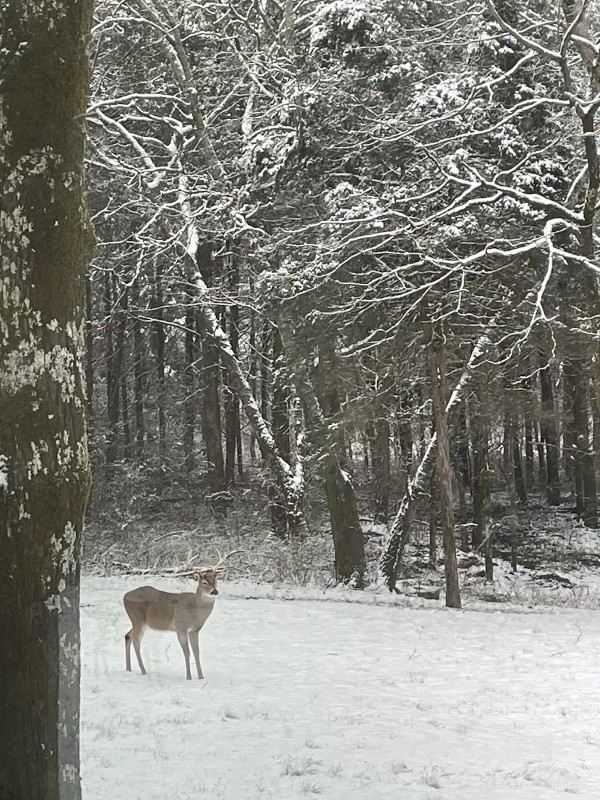 345 Lock 5 Road Lebanon, TN 37087 - Photo 42 of 50 Enjoy seeing the wildlife on this property. Deer are present on a regular basis.