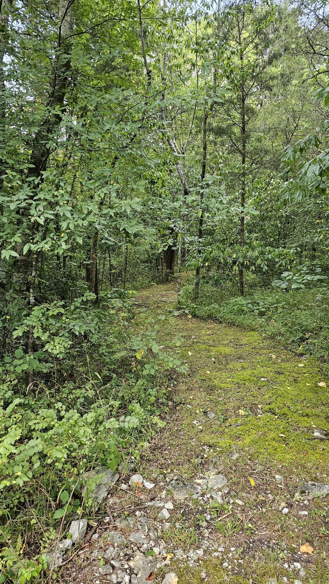 345 Lock 5 Road Lebanon, TN 37087 - Photo 45 of 50 Another pic of the trail. What fun to explore!