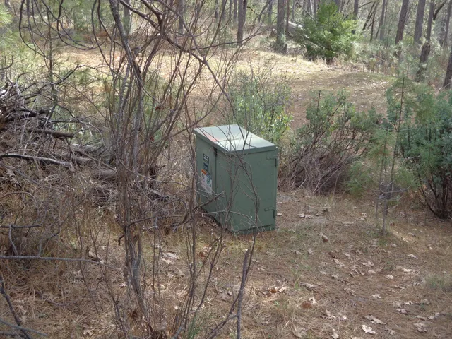 a view of a forest with trees