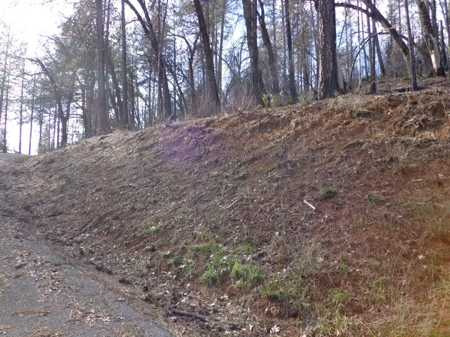 a view of backyard with trees
