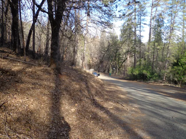 a view of a yard with lots of trees