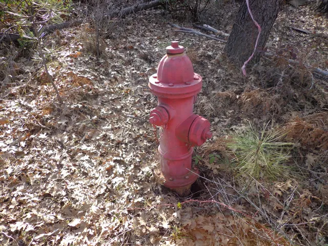 a view of a forest with trees in the background