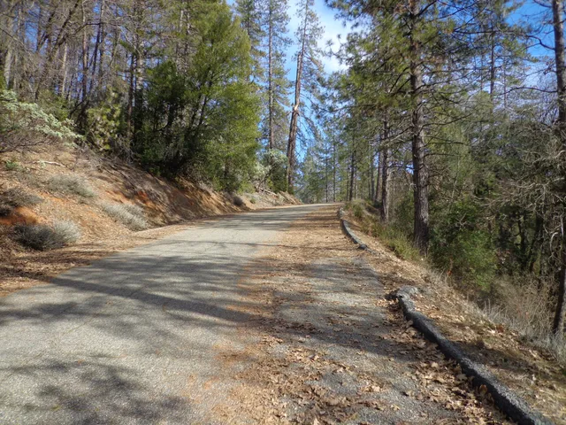 a view of road covered with trees