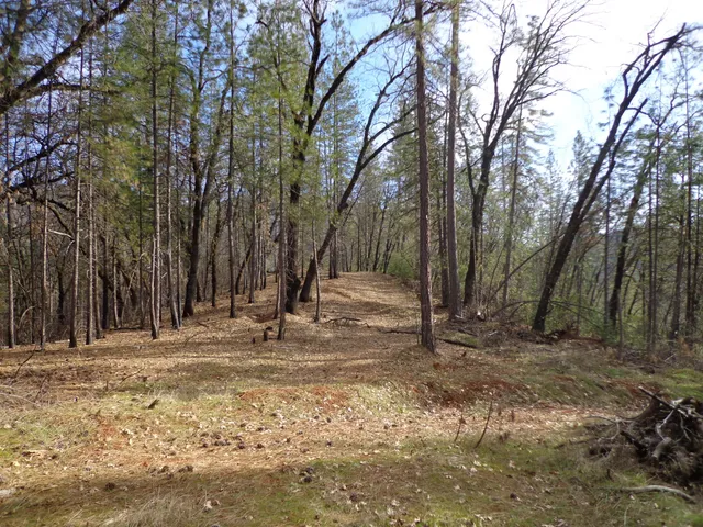 a view of a tree in the middle of a yard