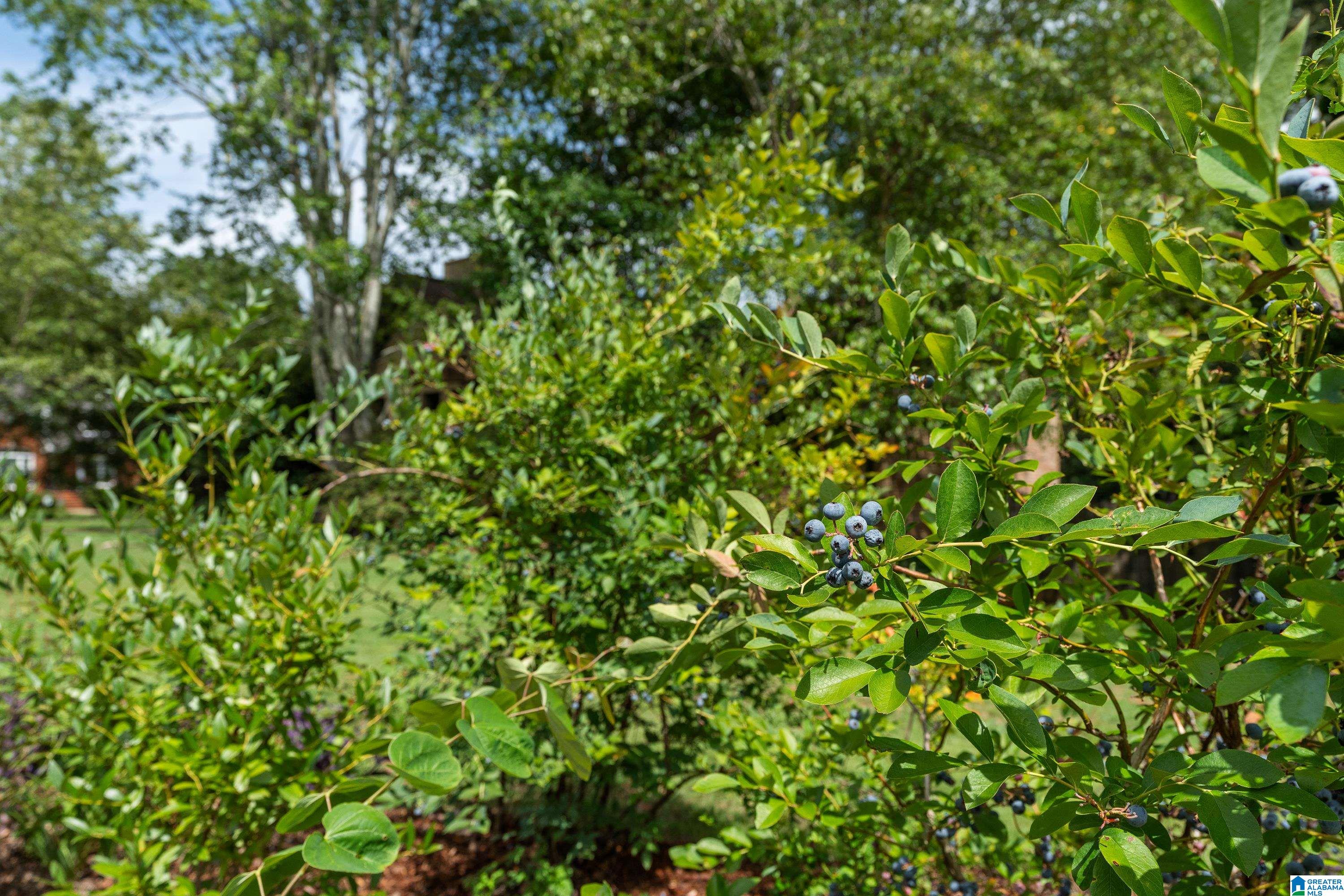 3961 South Shades Crest Road Birmingham, AL 35244 - Photo 3 of 47