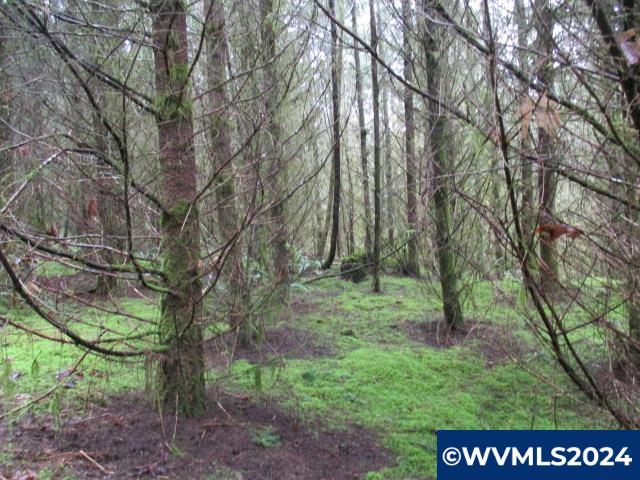 0 Zurfluh Road Scio, OR 97374 - Photo 9 of 14
