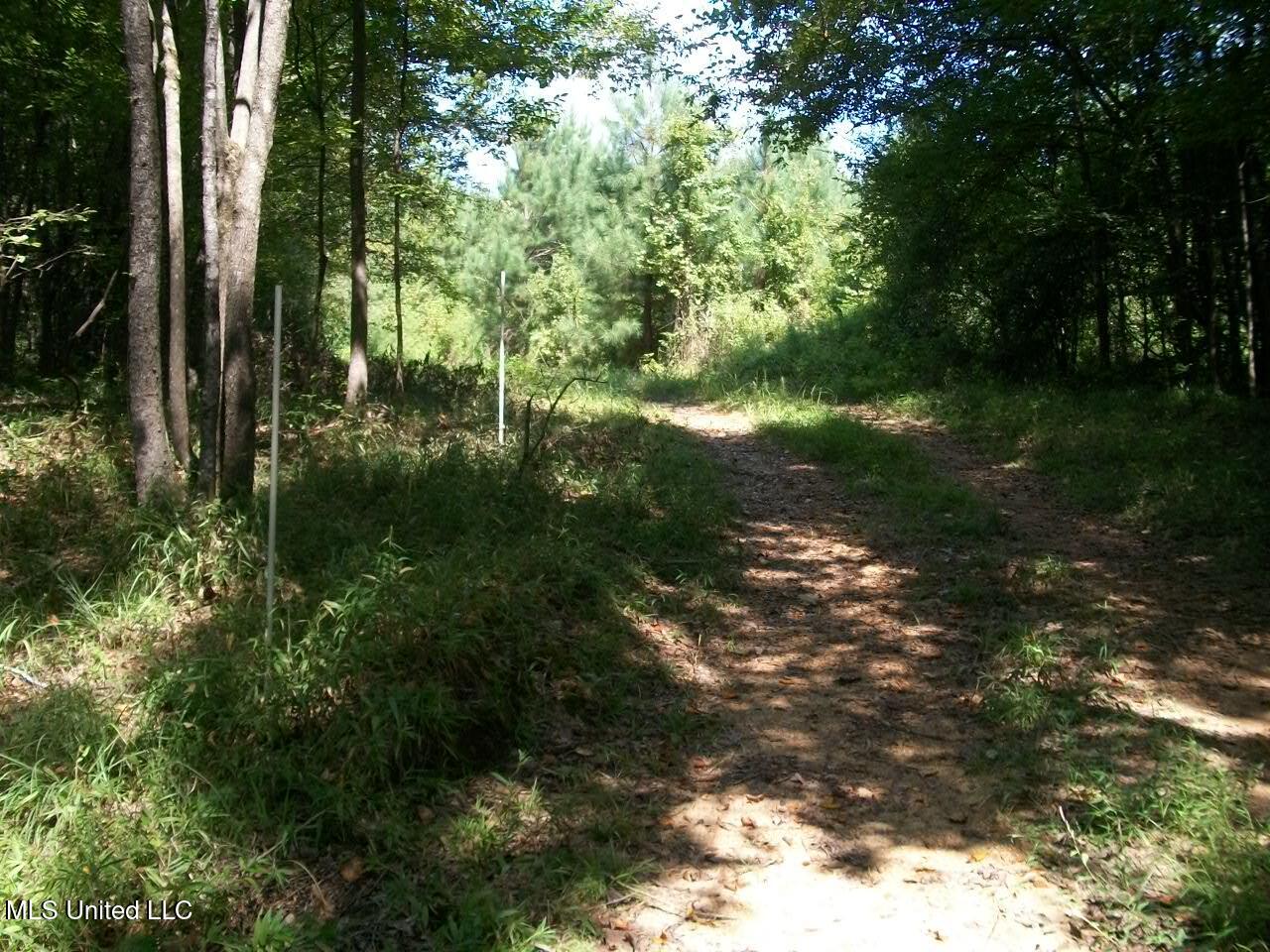 Tbd Oldenburg Road Meadville, MS 39653 - Photo 14 of 44 283 ac Oldenburg Rd (13)