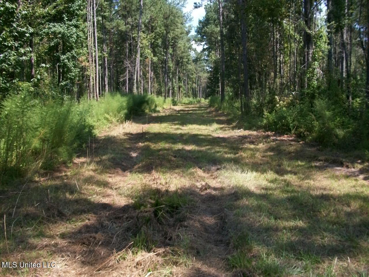 Tbd Oldenburg Road Meadville, MS 39653 - Photo 17 of 44 283 ac Oldenburg Rd (16)