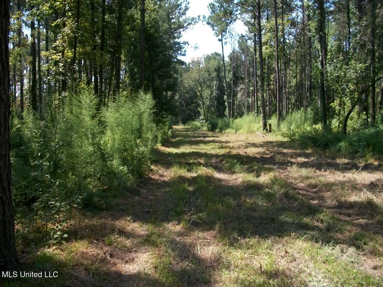 Tbd Oldenburg Road Meadville, MS 39653 - Photo 18 of 44 283 ac Oldenburg Rd (17)