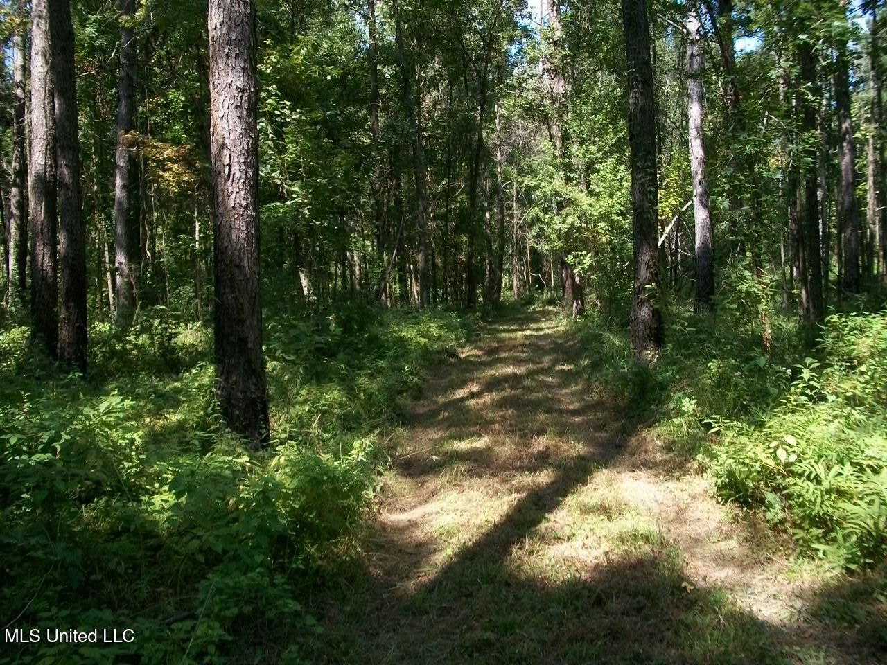 Tbd Oldenburg Road Meadville, MS 39653 - Photo 19 of 44 283 ac Oldenburg Rd (18)