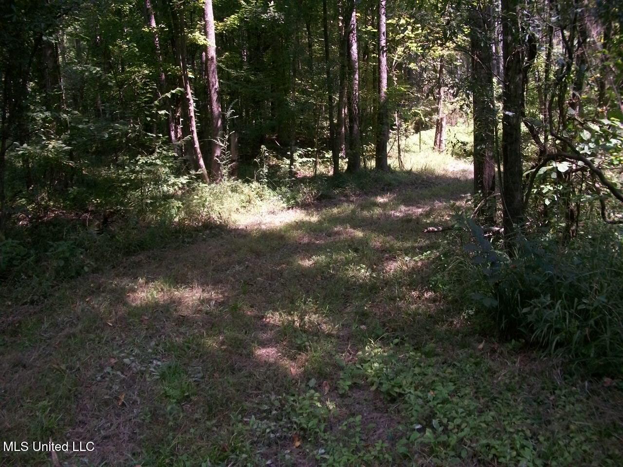 Tbd Oldenburg Road Meadville, MS 39653 - Photo 20 of 44 283 ac Oldenburg Rd (19)