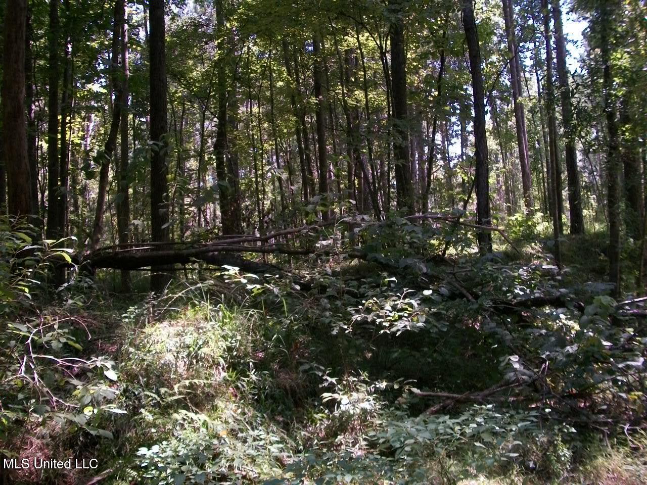 Tbd Oldenburg Road Meadville, MS 39653 - Photo 22 of 44 283 ac Oldenburg Rd (21)