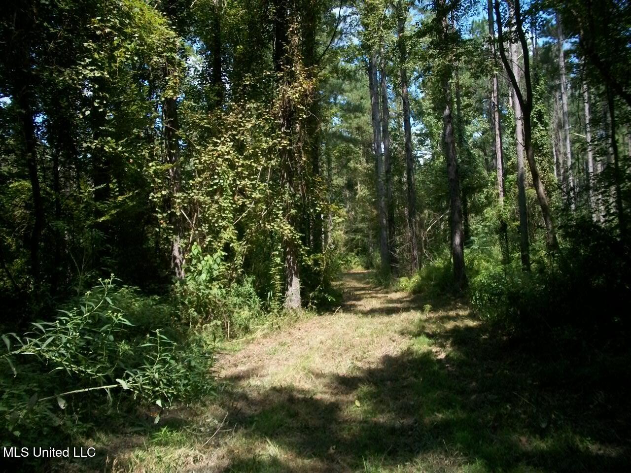 Tbd Oldenburg Road Meadville, MS 39653 - Photo 23 of 44 283 ac Oldenburg Rd (22)