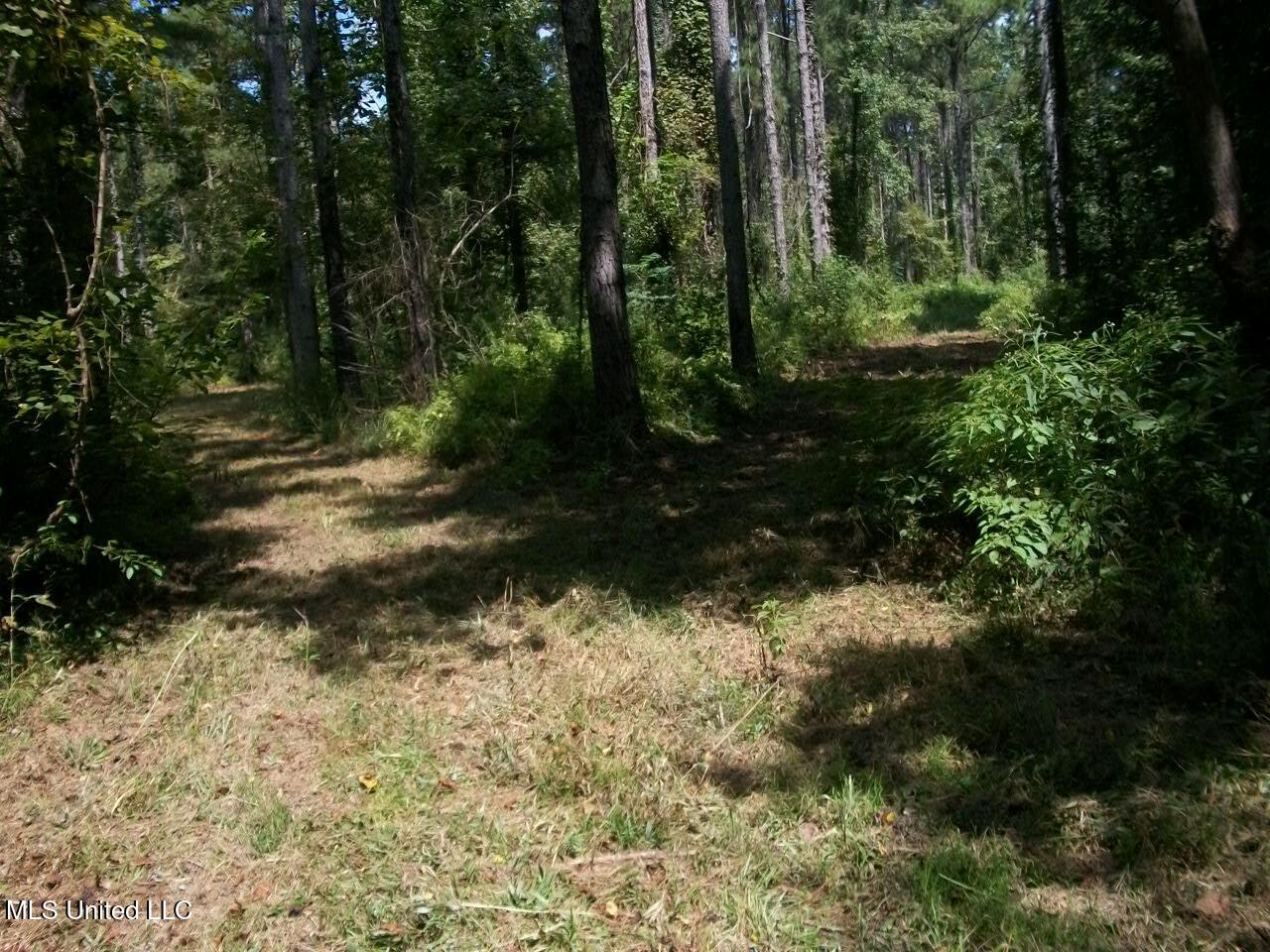 Tbd Oldenburg Road Meadville, MS 39653 - Photo 24 of 44 283 ac Oldenburg Rd (23)