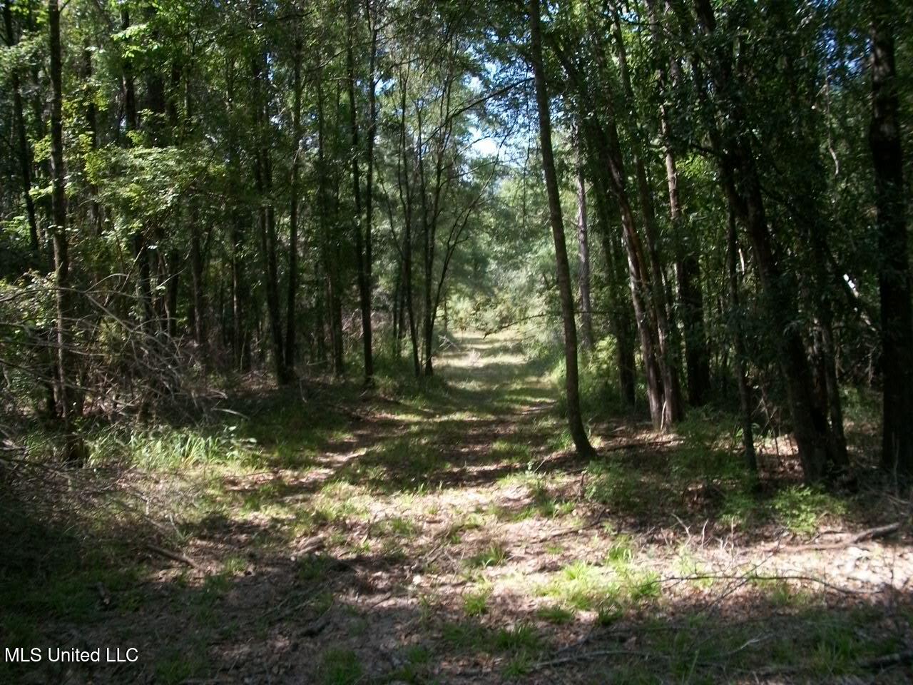 Tbd Oldenburg Road Meadville, MS 39653 - Photo 29 of 44 283 ac Oldenburg Rd (28)