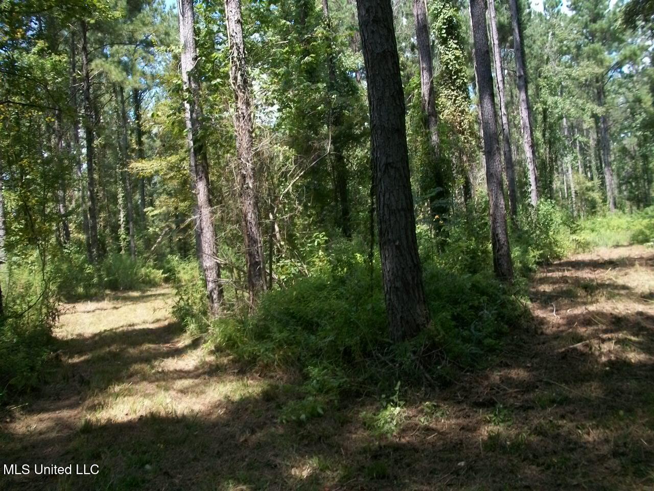 Tbd Oldenburg Road Meadville, MS 39653 - Photo 41 of 44 283 ac Oldenburg Rd (41)