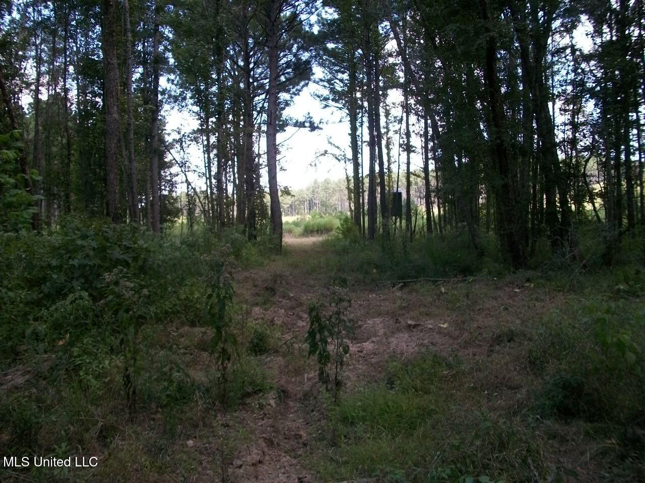 Tbd Oldenburg Road Meadville, MS 39653 - Photo 43 of 44 283 ac Oldenburg Rd (43)