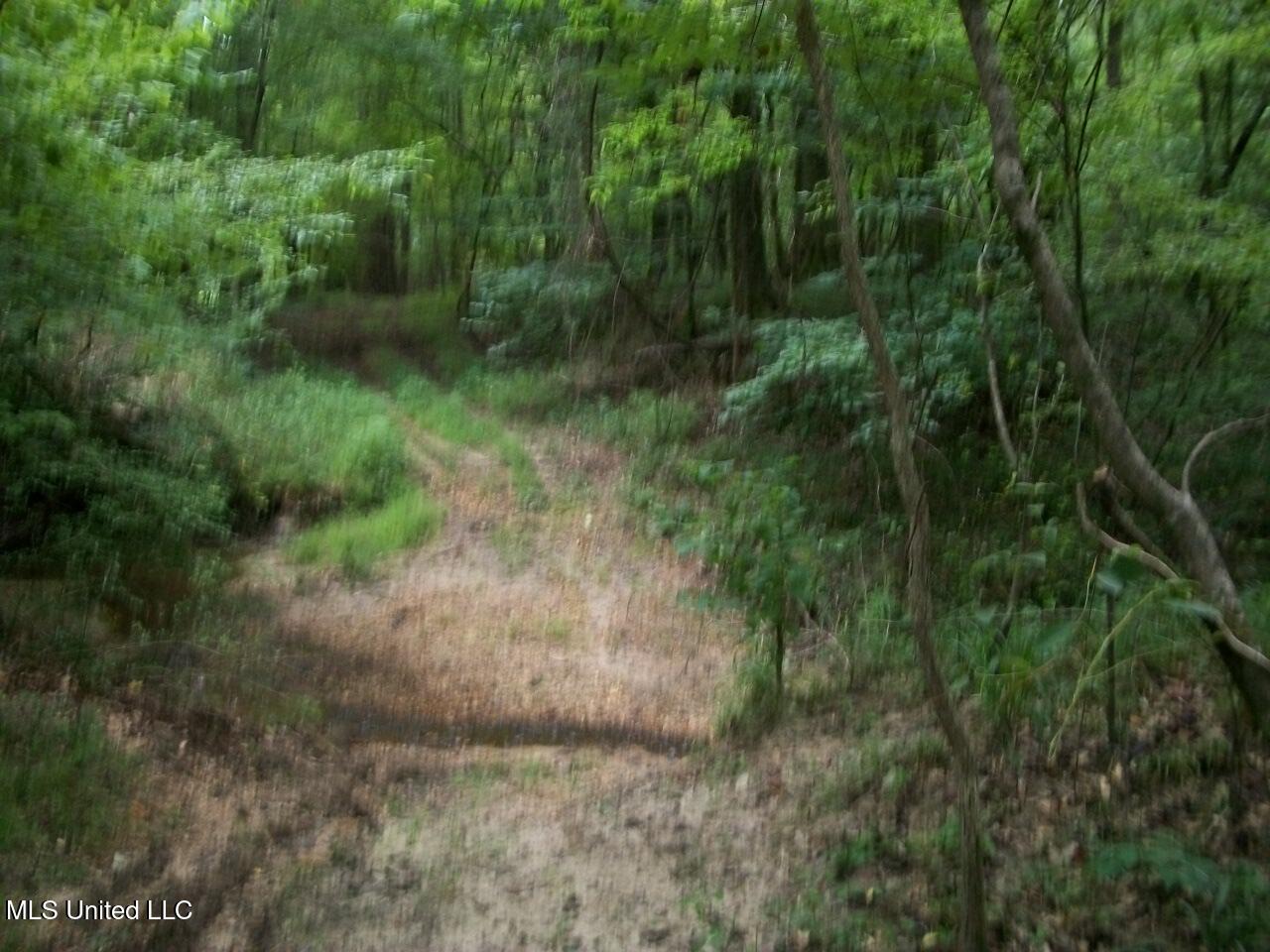 Tbd Oldenburg Road Meadville, MS 39653 - Photo 6 of 44 283 ac Oldenburg Rd (5)