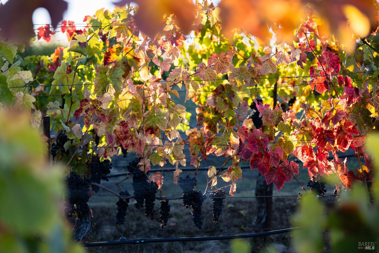 295 Sonoma Ridge Road Santa Rosa, CA 95404 - Photo 28 of 33