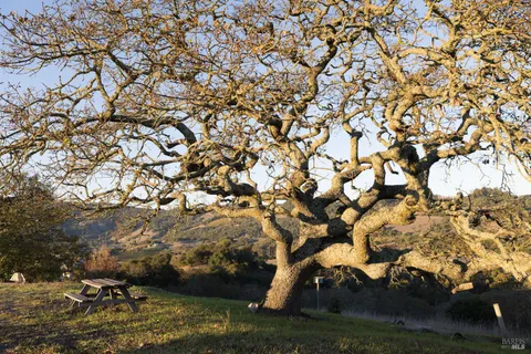 $5,495,000 | 295 Sonoma Ridge Road, Santa Rosa, CA 95404