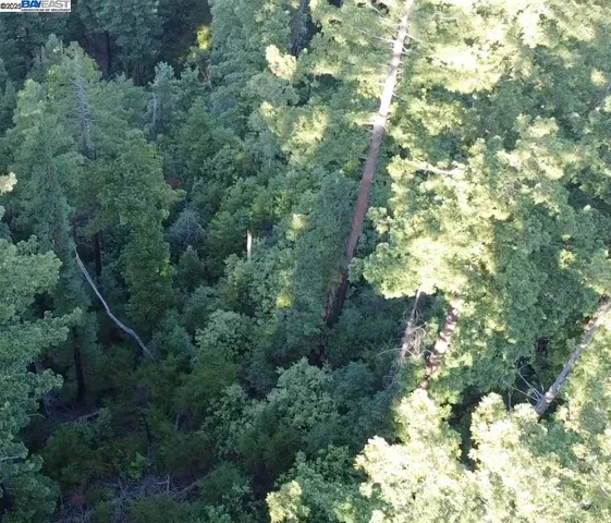 a view of a forest with a tree