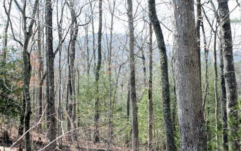 5 B Gault's Gulch Road Talking Rock, GA 30175 - Photo 1 of 1 a view of a forest that has large trees
