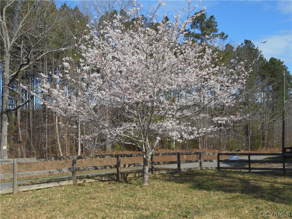 22074 Cabin Point Road Disputanta, VA 23842 - Photo 14 of 15 Cherry Tree near the road