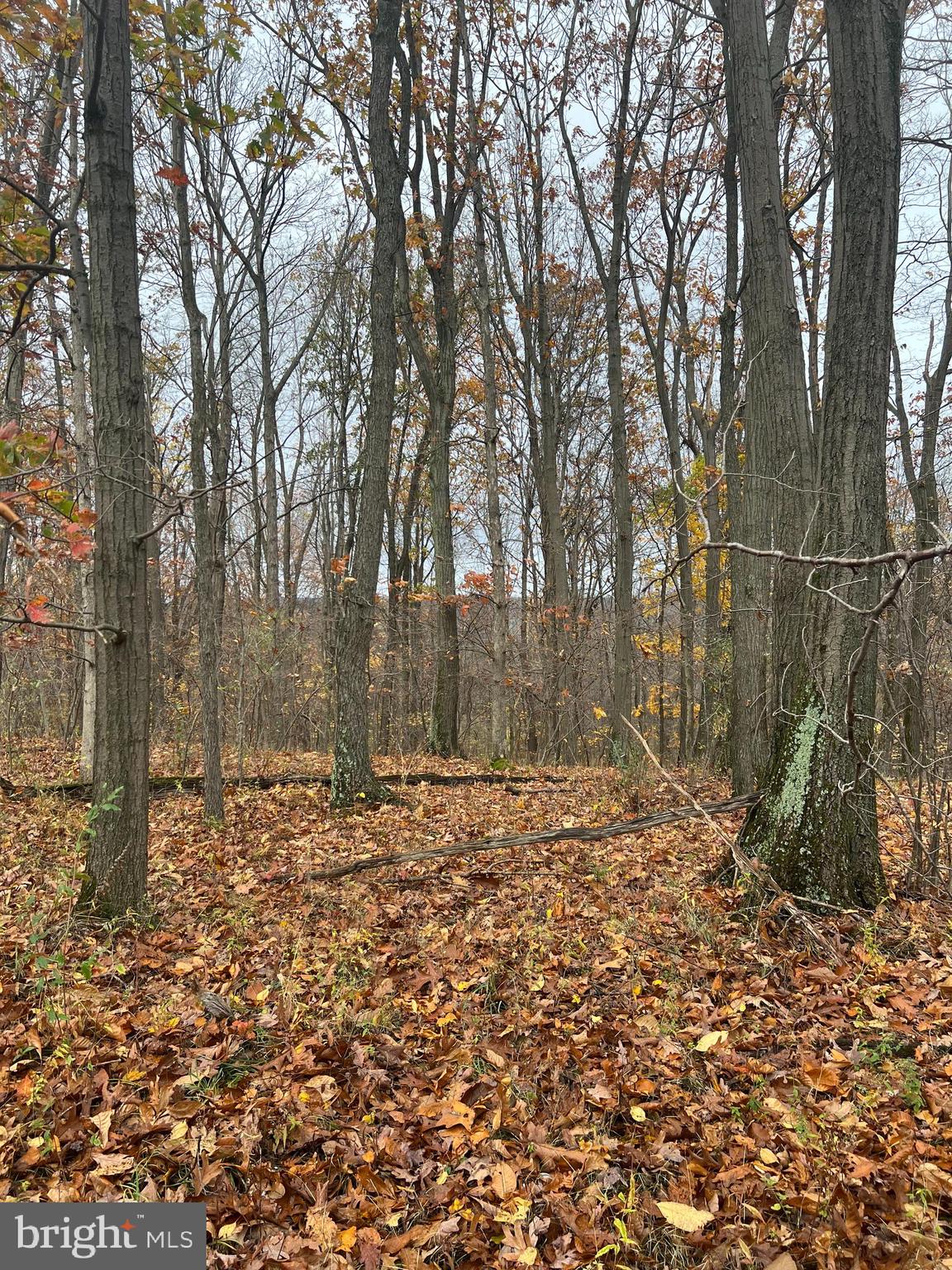 Mt Zion Road Swanton, MD 21561 - Photo 16 of 17