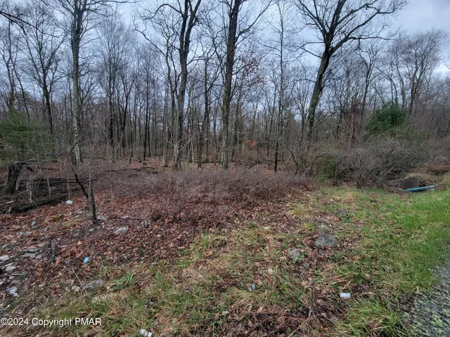 a view of a forest with trees in the background
