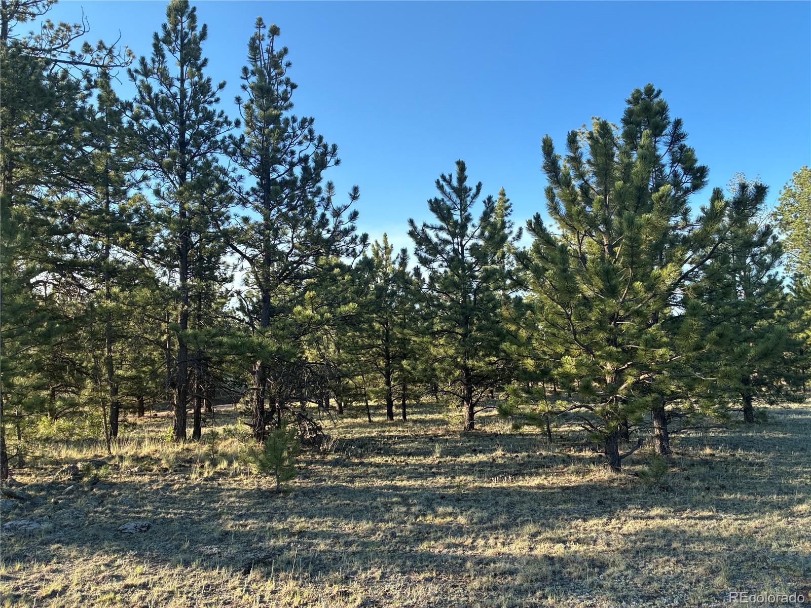 0 Doe Valley Road Guffey, CO 80820 - Photo 11 of 19 Gallery Image 11