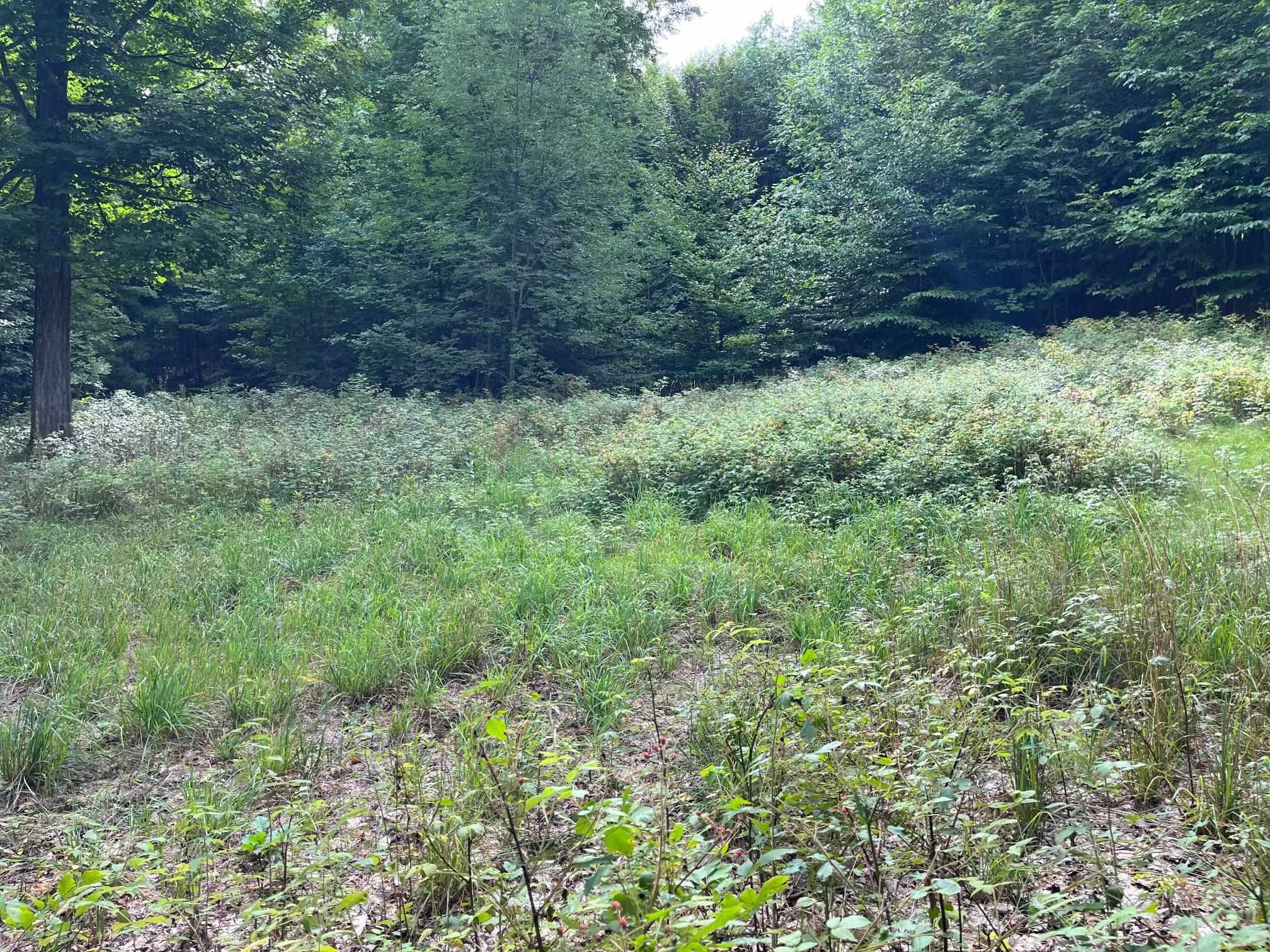 Lot 1 West Timberview Trail, Unit LOT: 1 Empire, MI 49630 - Photo 4 of 5