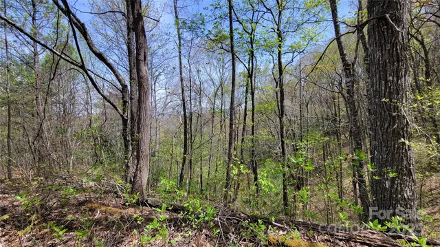a view of a forest that has a tree