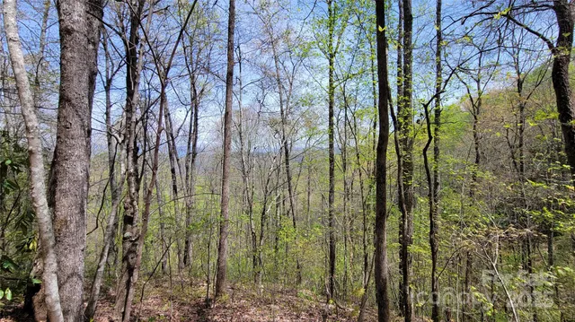 a view of a forest that has a tree