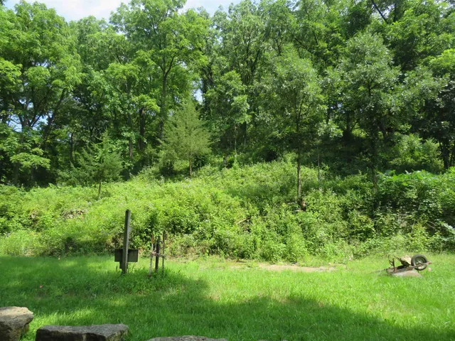 a close up of a plant in a garden