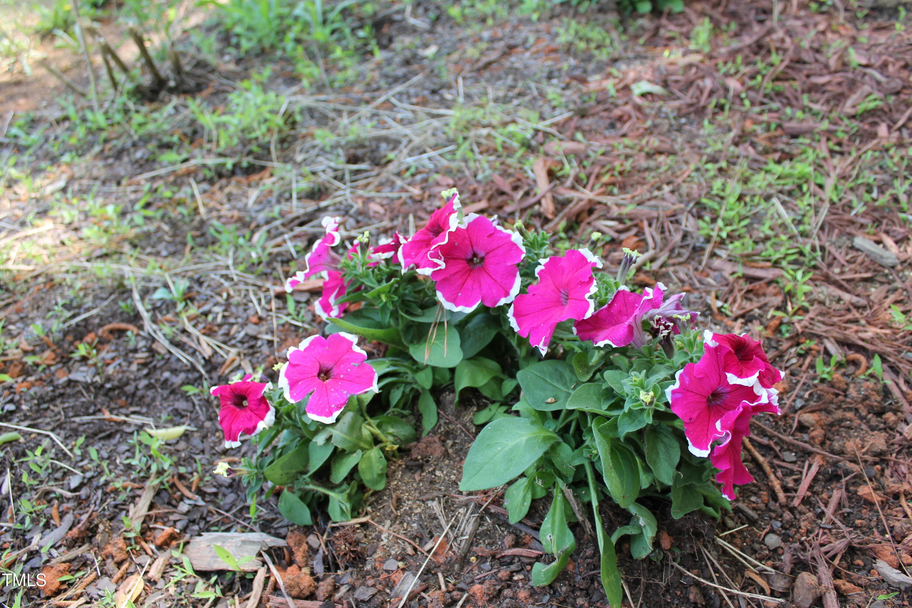 240 Northview Drive Middlesex, NC 27557 - Photo 55 of 58 a view of a flower