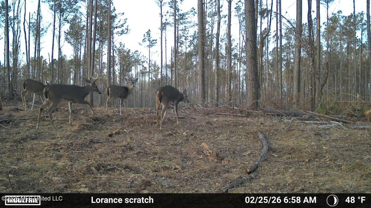 Lorance Road Clinton, MS 39056 - Photo 20 of 25 Temp_2396894-20260225125901-100MFCAM_MFD
