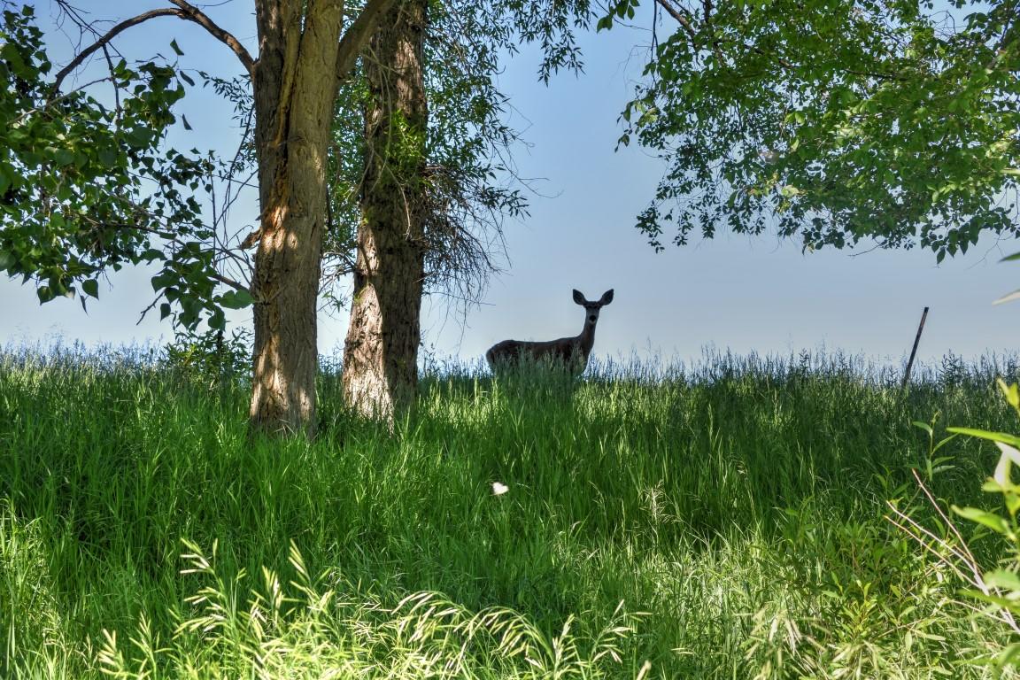 Tbd Sunnyside Road Montrose, CO 81401 - Photo 3 of 21 a view of a garden