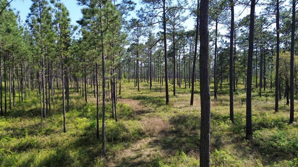 4761 Hadley Ferry Road Cairo, GA 39828 - Photo 14 of 79 Gallery Image 14