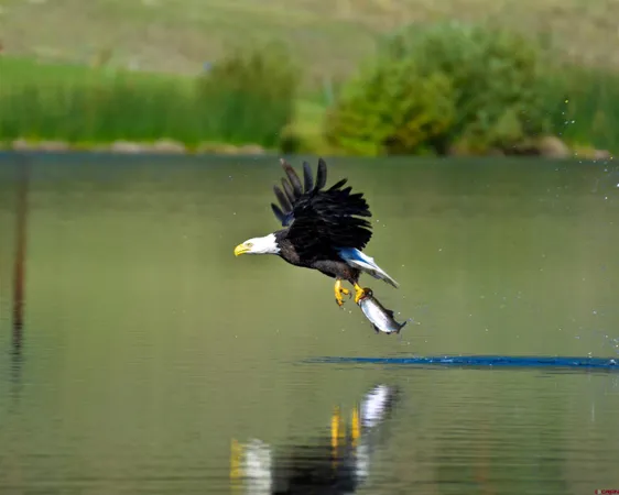 $8,495,000 | 3601 Hidden Valley Drive, Pagosa Springs, CO 81147