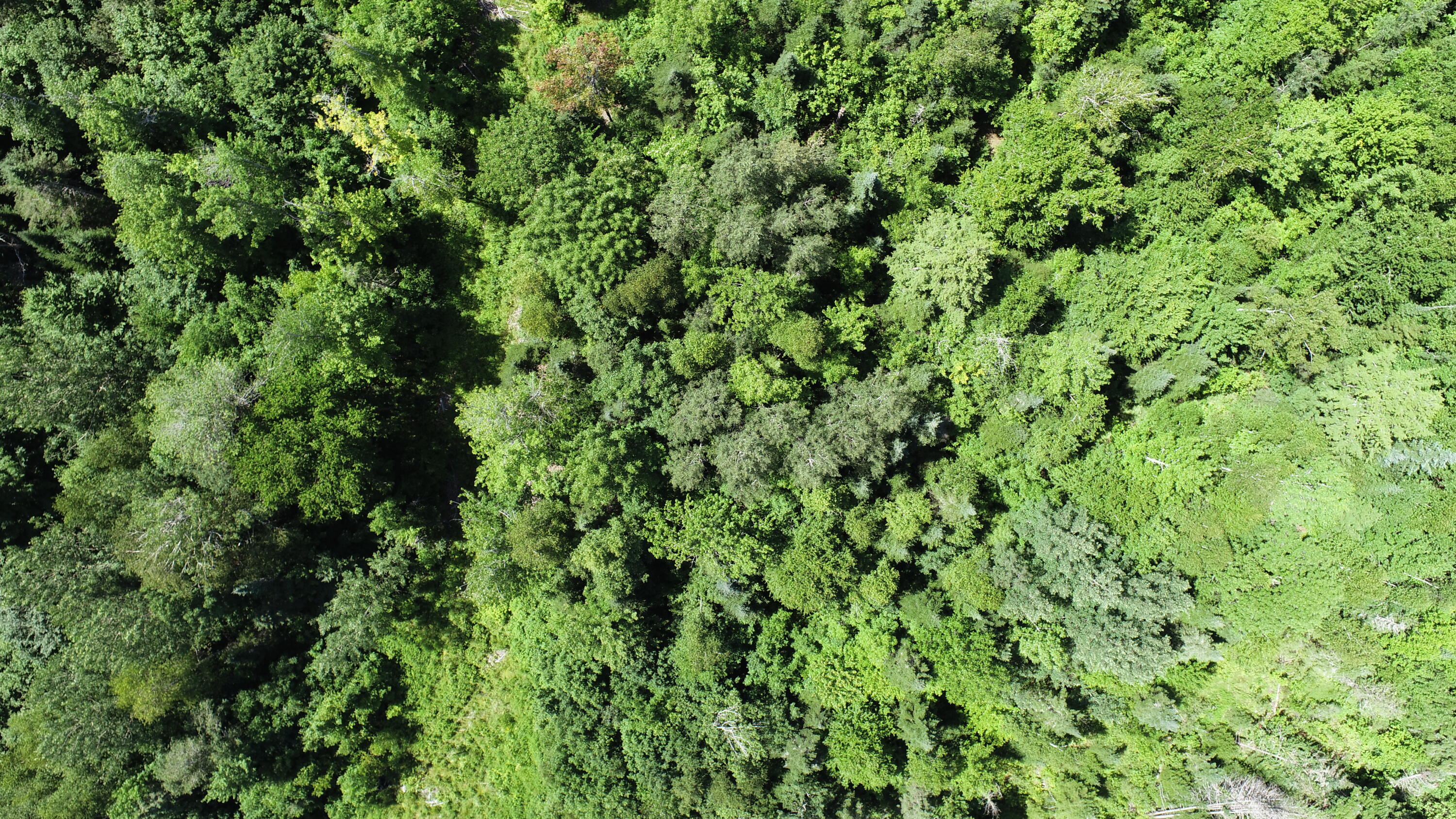 1694 U.S. Rte 1 Orient, ME 04471 - Photo 48 of 58 DJI_0114