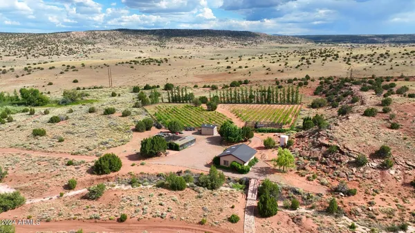 a view of a tree with a plant