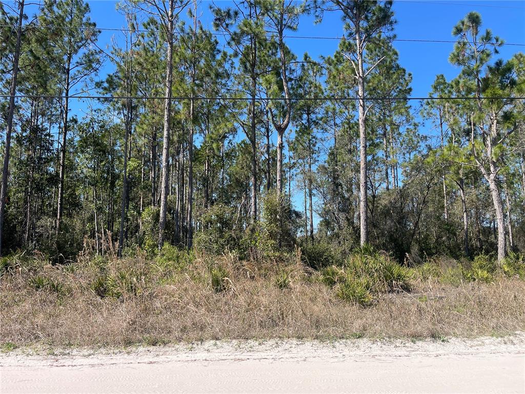 Chesser Hammock Road Pierson, FL 32180 - Photo 3 of 7 a view of a yard with plants and trees