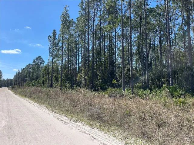 a view of a forest filled with trees
