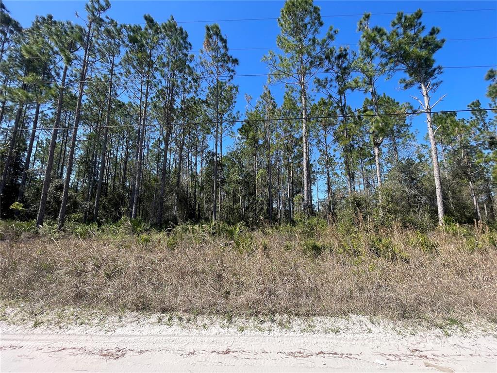Chesser Hammock Road Pierson, FL 32180 - Photo 6 of 7 a view of a dry yard with trees