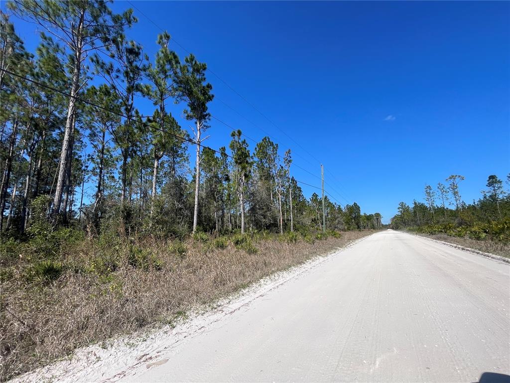 Chesser Hammock Road Pierson, FL 32180 - Photo 7 of 7 a view of a dry yard with trees