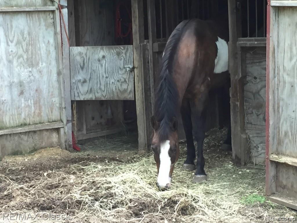1461 Middle Road Highland, MI 48357 - Photo 35 of 44 1461 horse.jpg