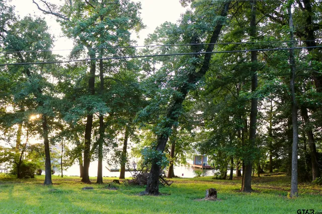 a tree in the middle of a yard