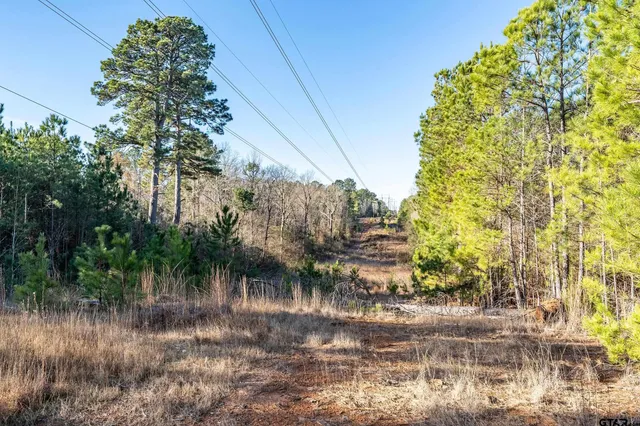 a view of tree next to a road with large trees